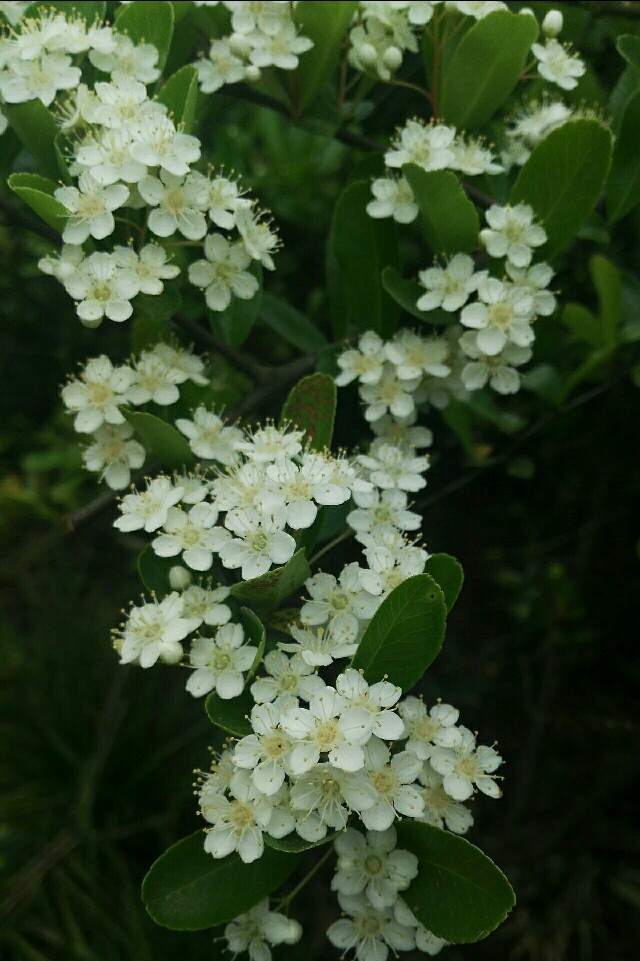 植物图鉴窄叶火棘,植物图鉴灌木