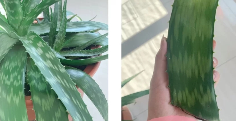 芦荟怎么洗脸效果最好,芦荟洗脸的正确方法