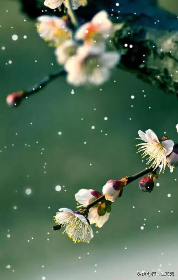 关于梅花我们应有怎样的人生追求,关于梅花我们想到了什么