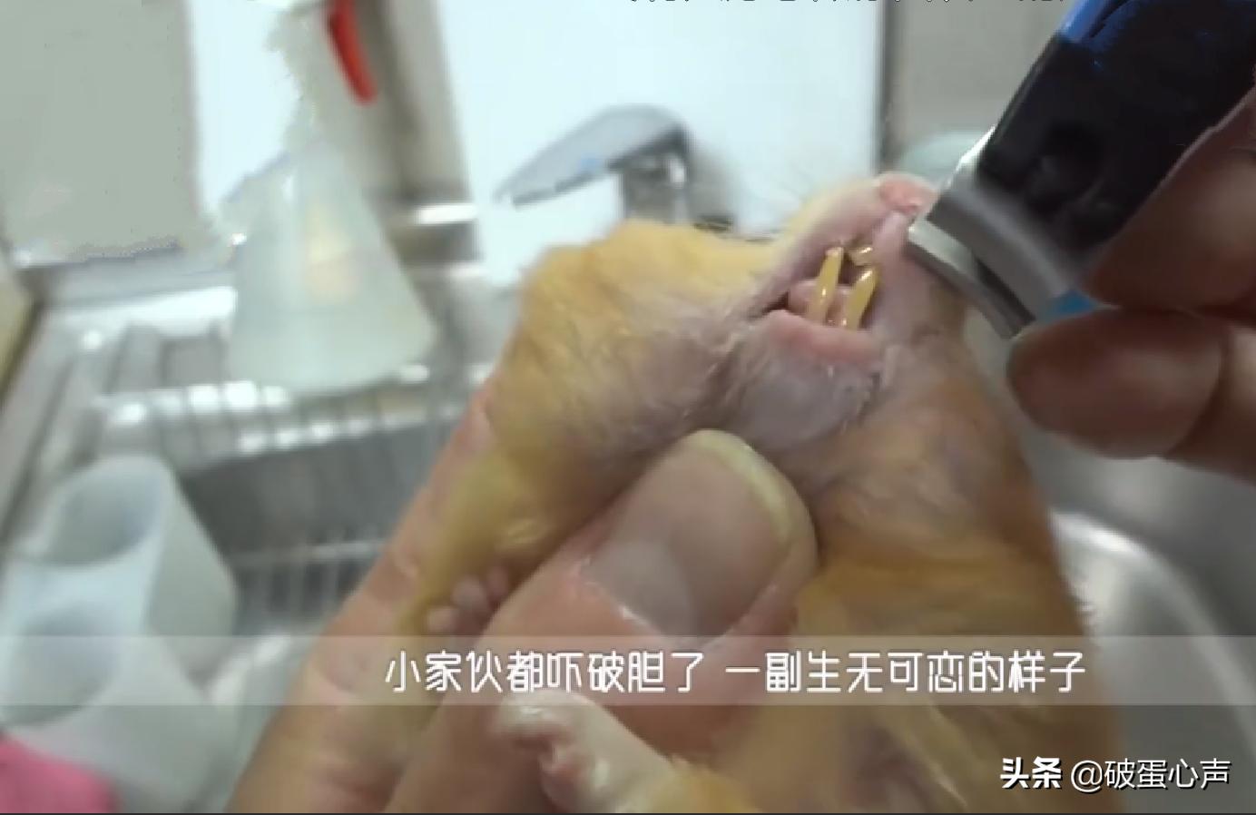 仓鼠太小了牙太长了怎么办,仓鼠牙齿怎样才算健康