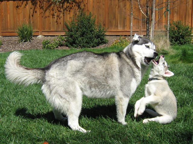 养了挑食的哈士奇后悔,养了一堆哈士奇的人