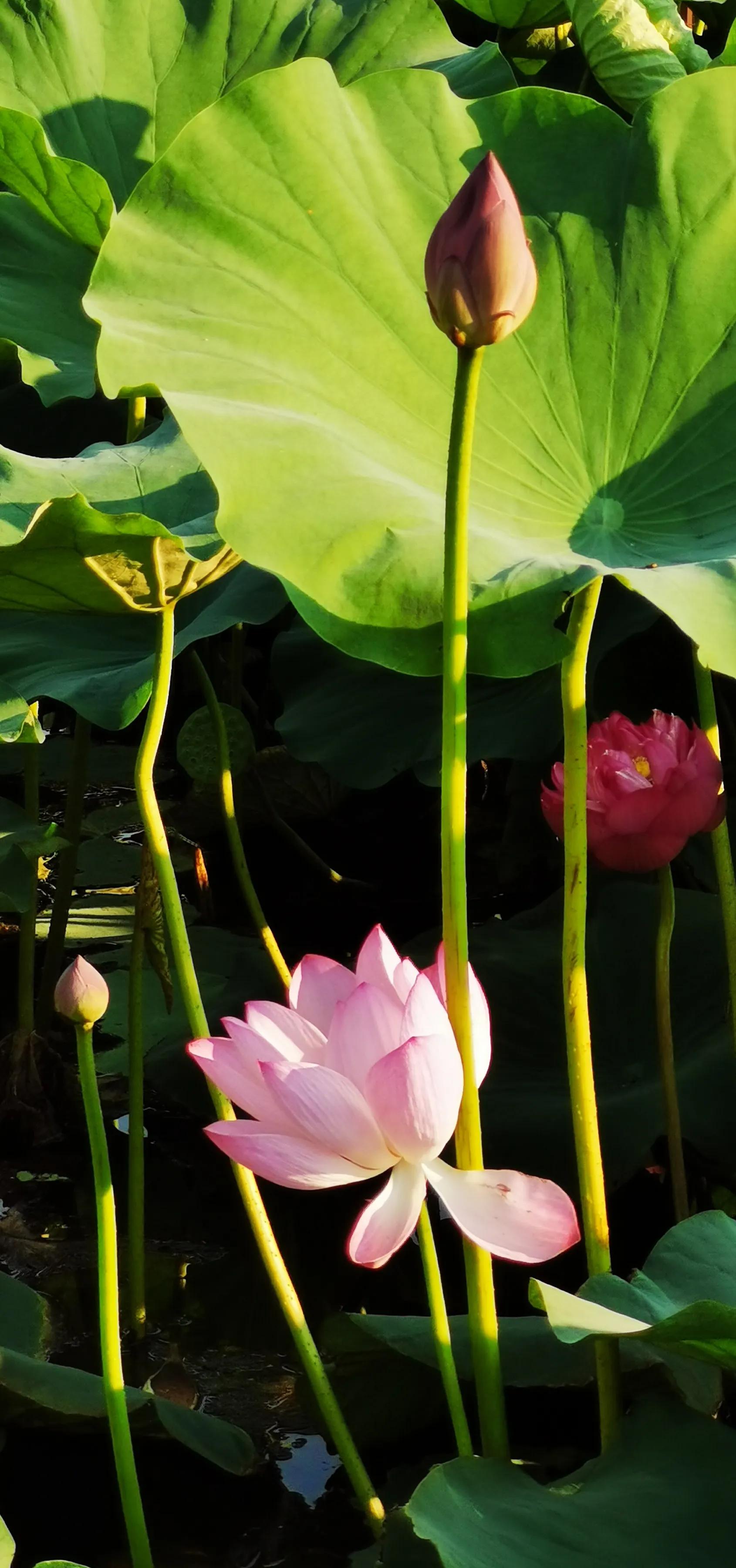 手拍世界手机摄影平台,手机摄影作品集大全集