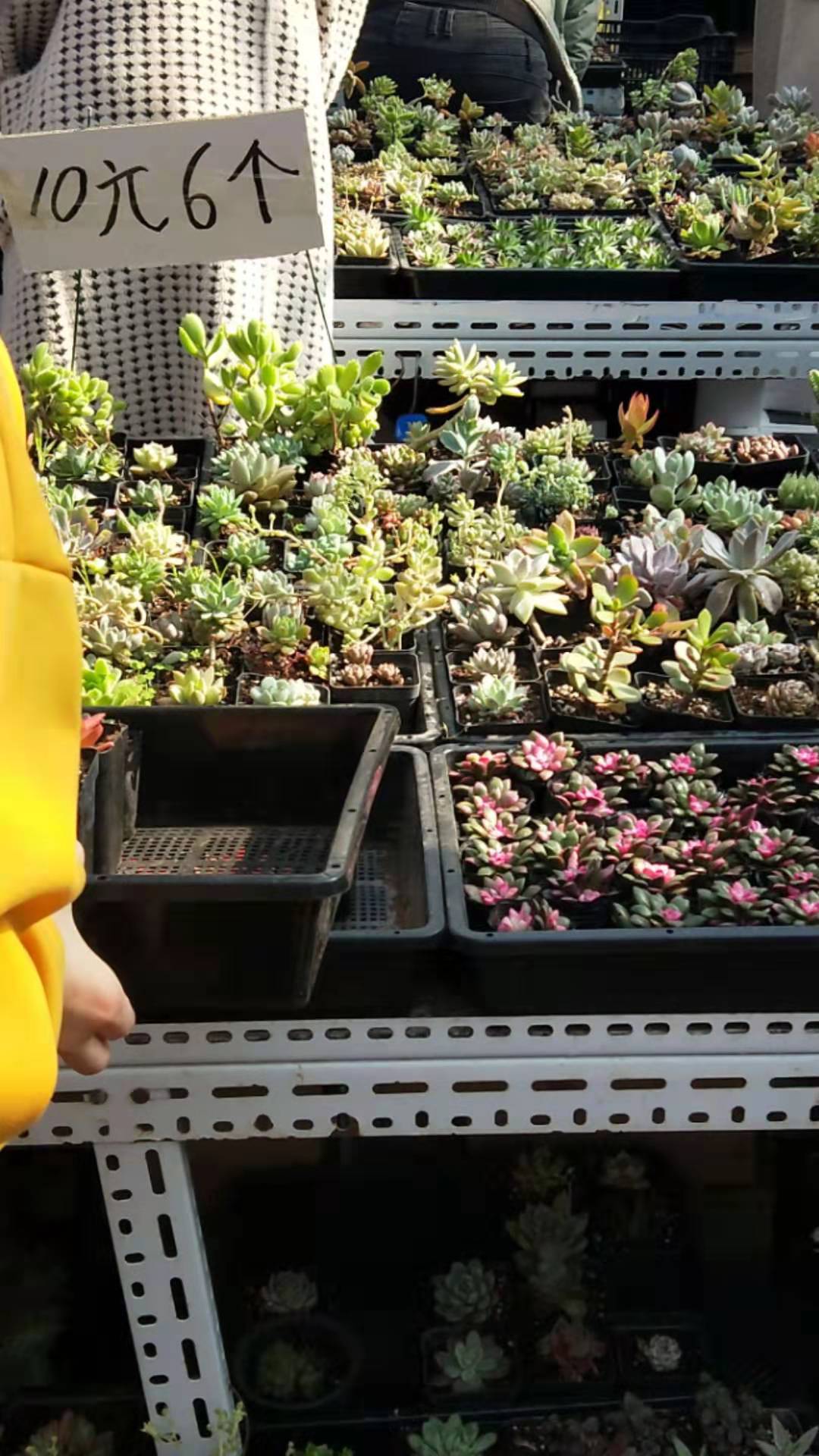 天津哪里有多肉卖,天津市多肉植物基地在哪里