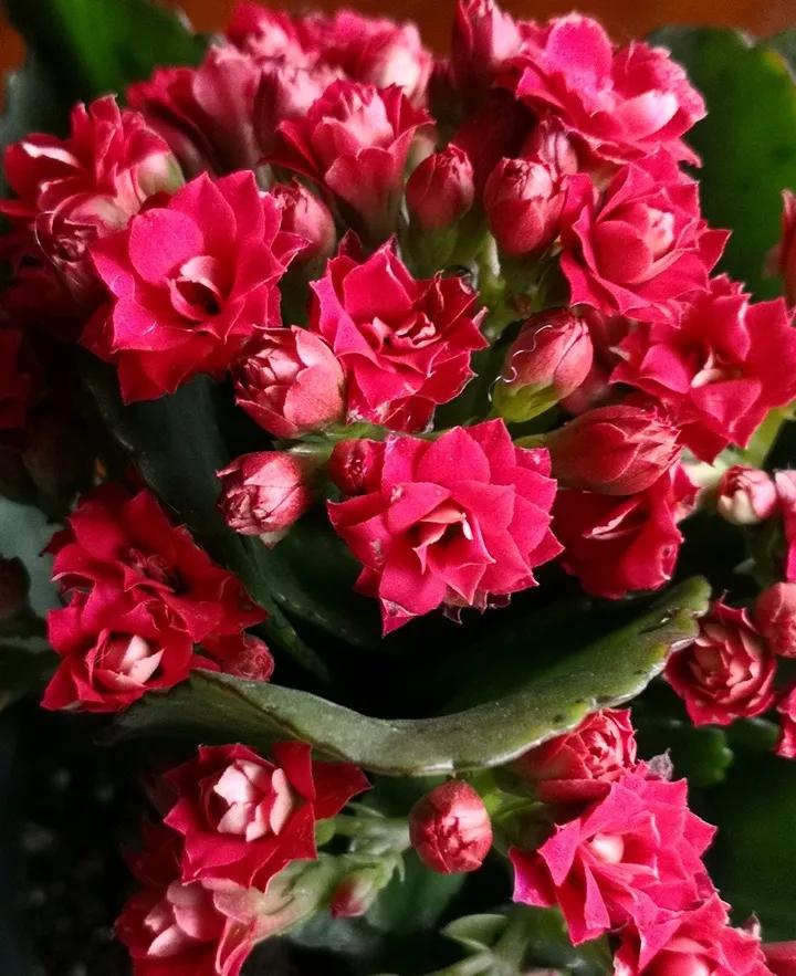 长寿花，寓意好、开花漂亮，花期长，品种多达300个