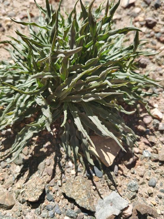 鬼哥的五万里D39青海曲麻莱县五道梁镇-沱沱河保护站