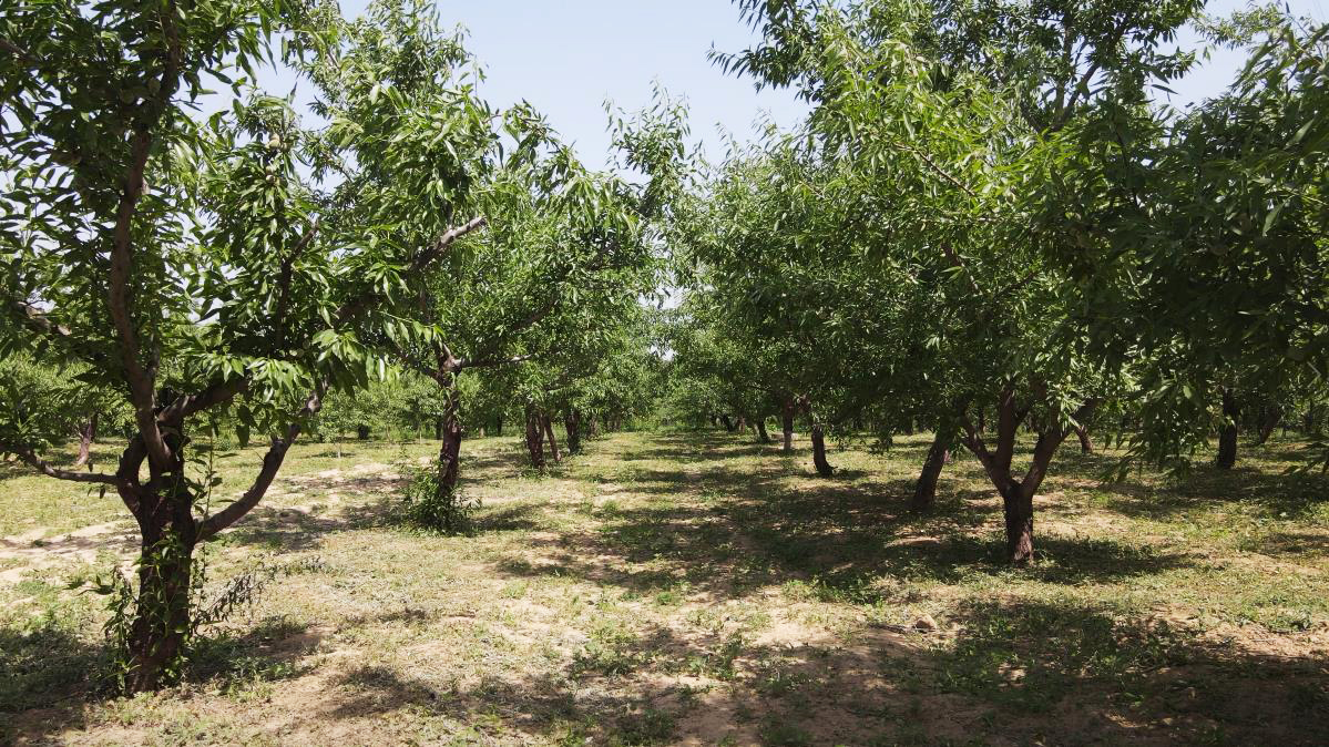 农村种什么果木最挣钱,安徽巴旦木种植