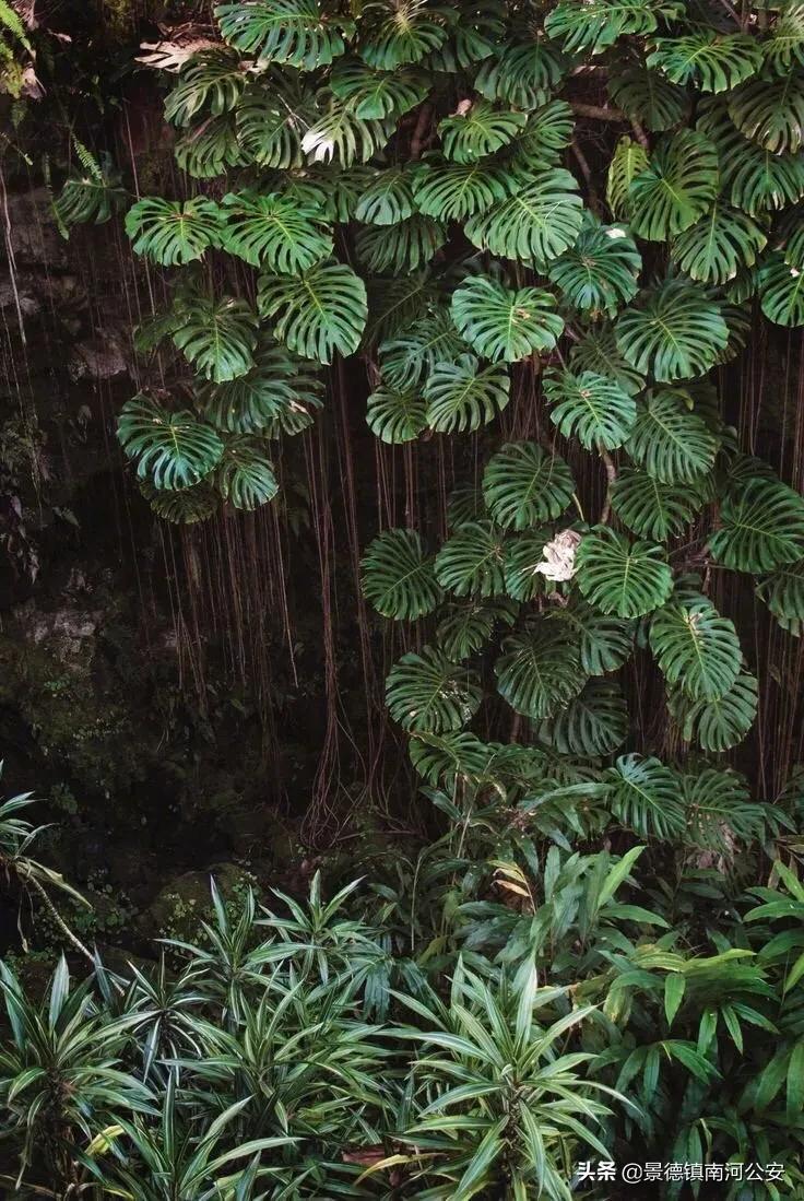 不觉夏已深故人相念否感言,忽觉夏已深诗句