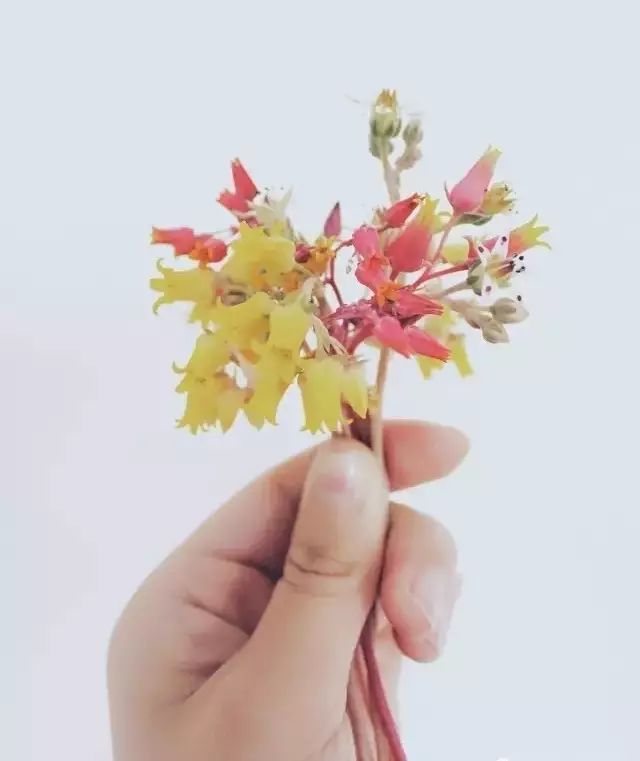 多肉花剑是个宝,多肉花剑可以干什么