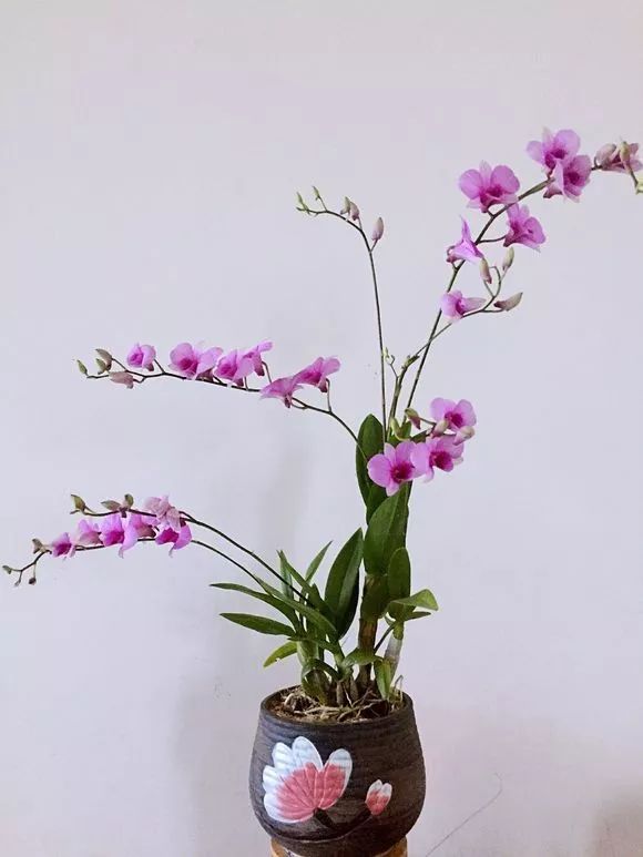 好养的兰花既高贵又漂亮惹人喜欢,哪种兰花最好养四季开花又很香