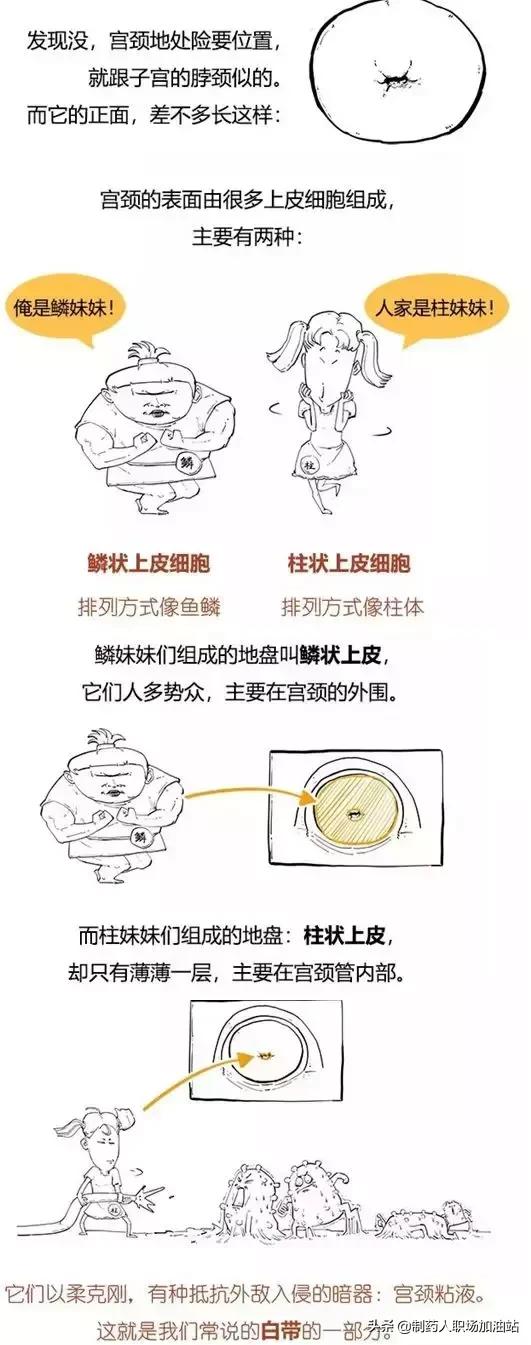 乳房癌、宫颈癌与HPV