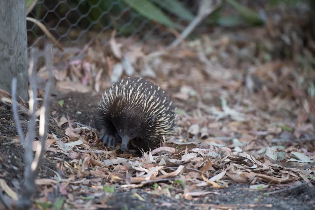 悉尼到阿德莱德自驾游,澳大利亚阿德莱德悉尼距离