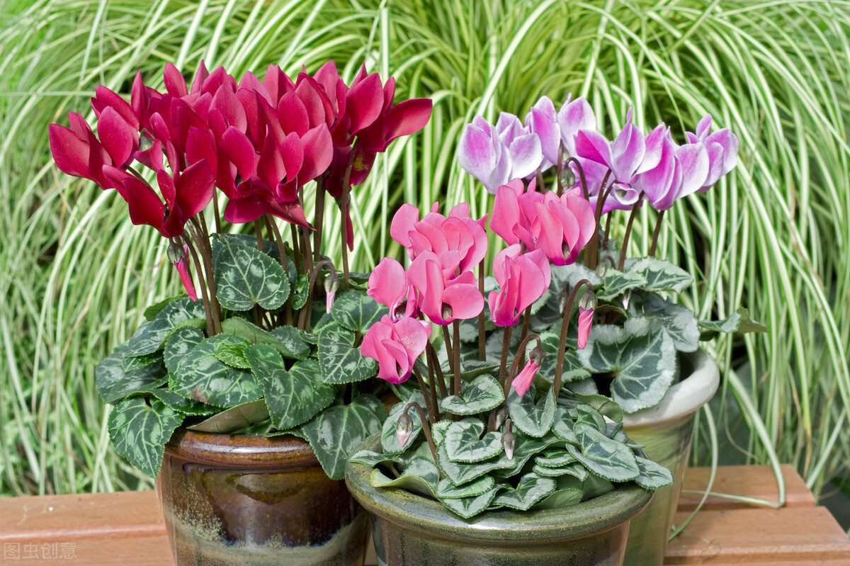 那些令人赞叹的庭院花卉,5种庭院生活方式的花卉