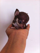 吉娃娃属于小型犬,但它的饲养方式跟其他小型犬一样吗?