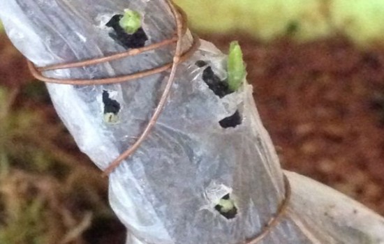 金弹子怎么控制发芽的位置,金弹子不发新芽怎么办