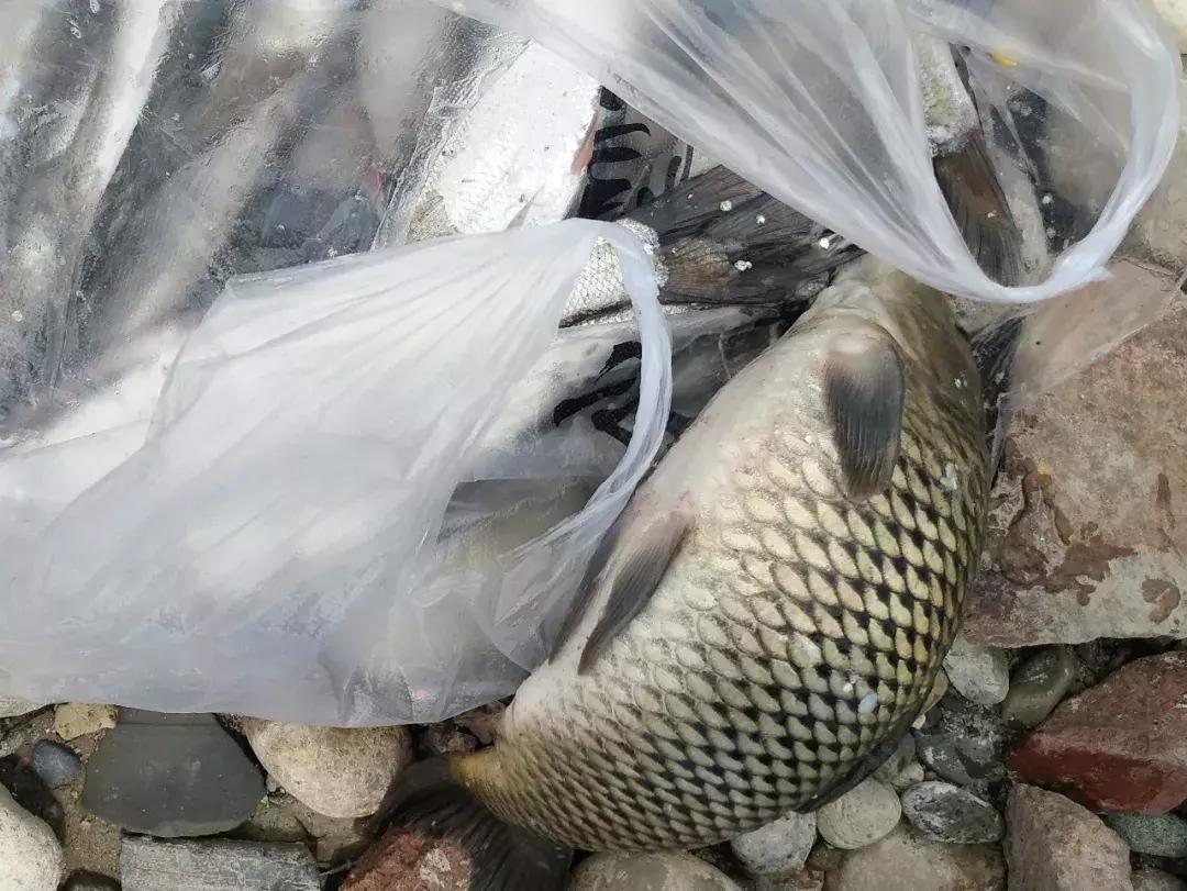 手竿钓草鱼还是海竿好,钓草鱼用海竿还是手竿好