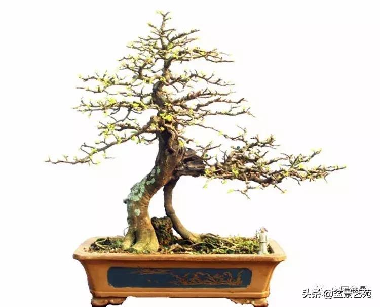 胡庆魁无穷的怀念：我说我盆景与母亲的手