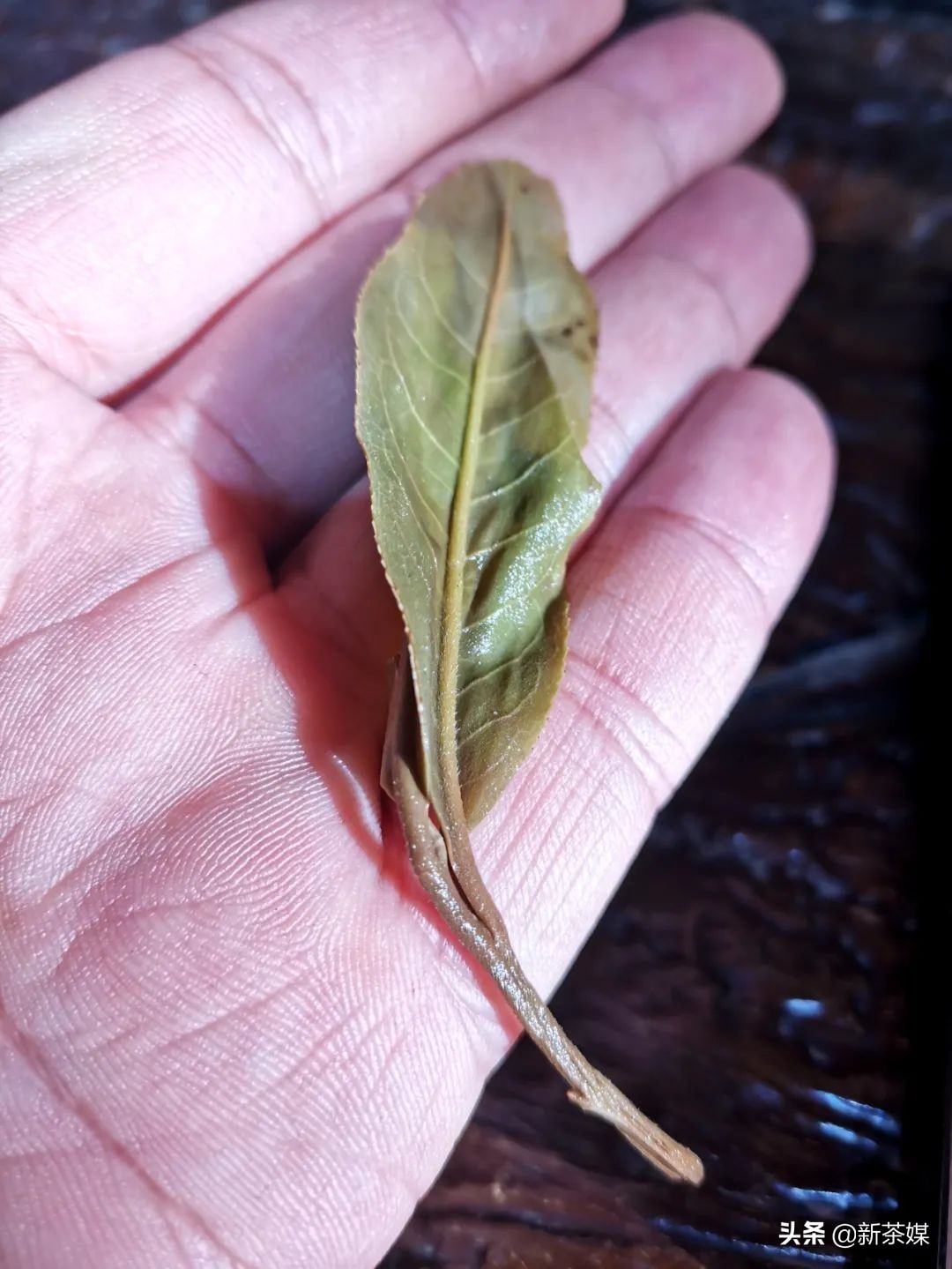 南糯山拔玛寨茶的特点,南糯山拔玛茶介绍