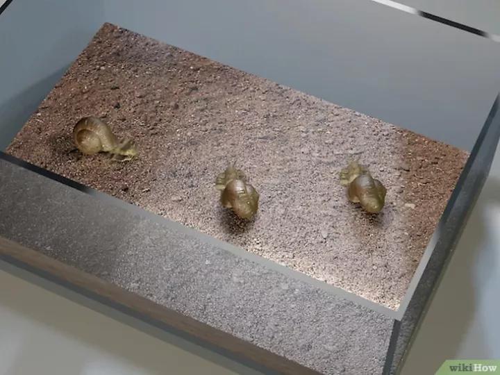 怎么养蜗牛宠物,怎么养野生蜗牛做宠物