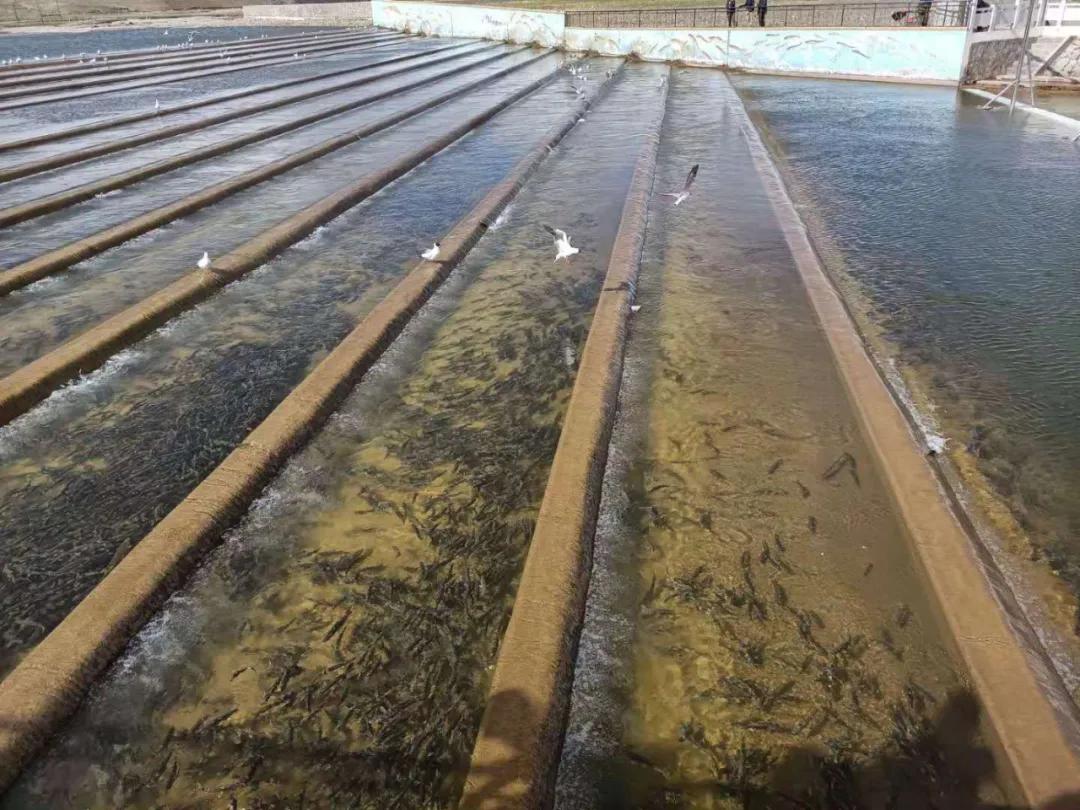 可可西里救援视频,可可西里生死救援