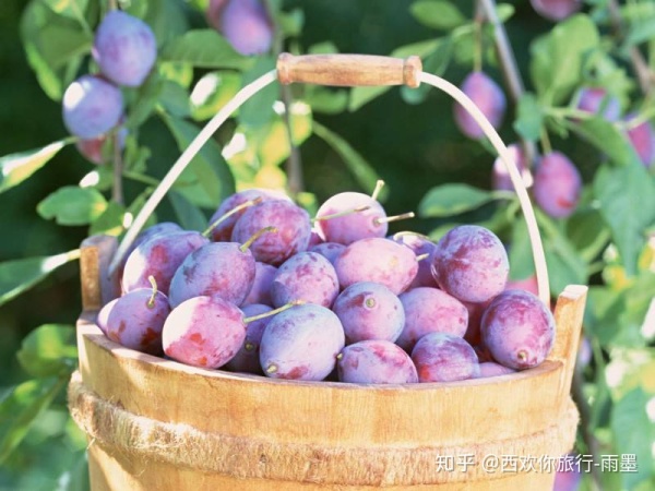 *疆新**瓜果攻略最好的季节配最美味的水果