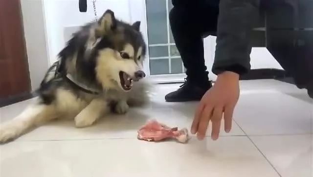 狗狗护食打一顿就好了,狗狗突然对着主人护食