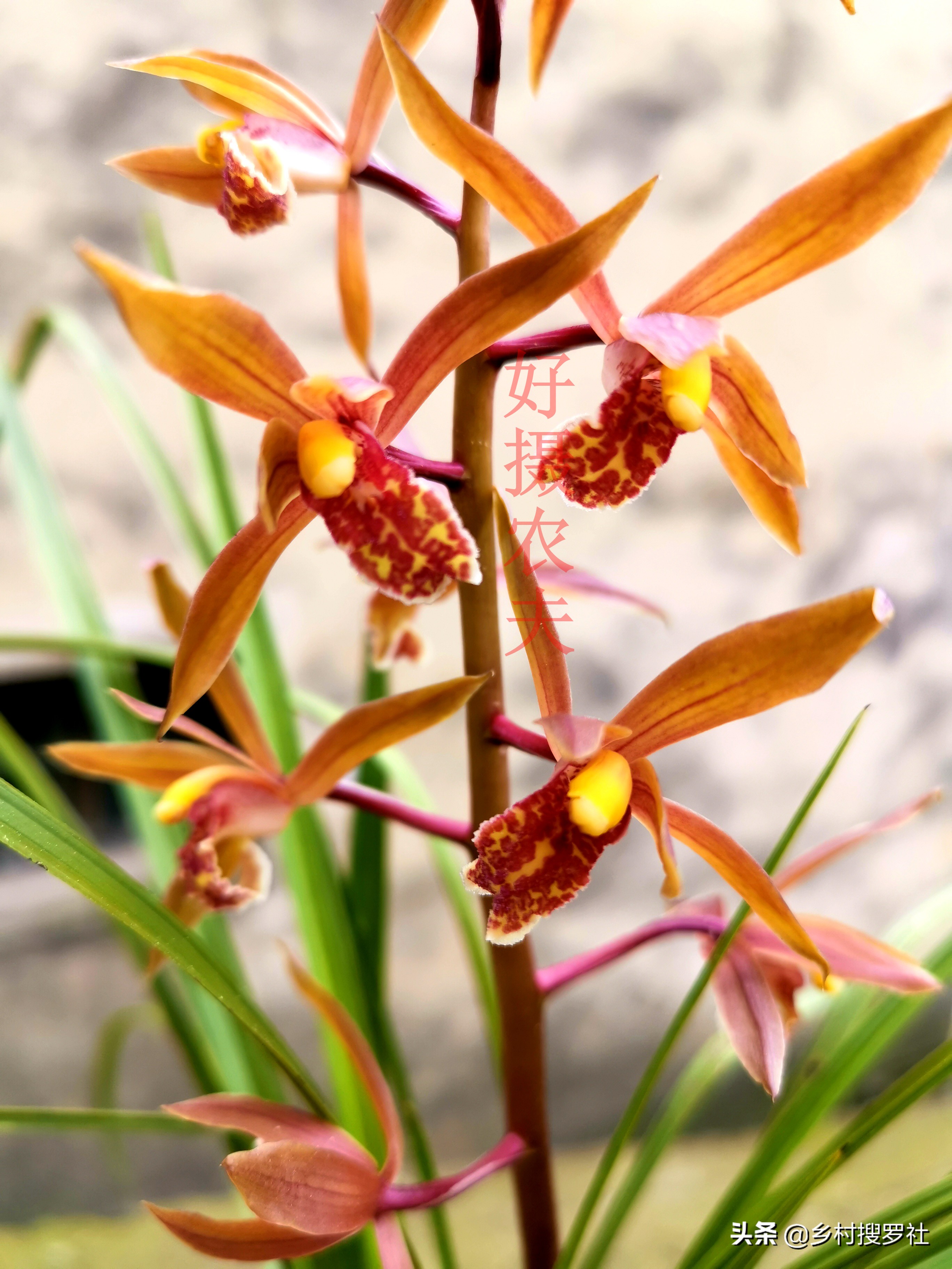 国花排名第一的兰花,兰花国花品种大全