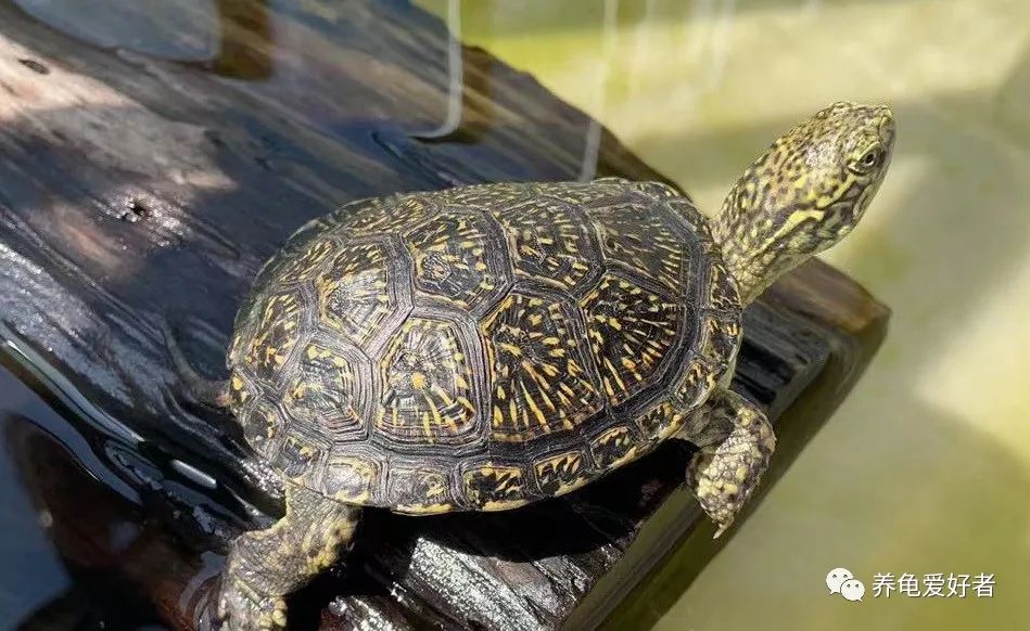 龟缸的大小会影响龟的生长吗,养龟容器小会影响生长速度吗