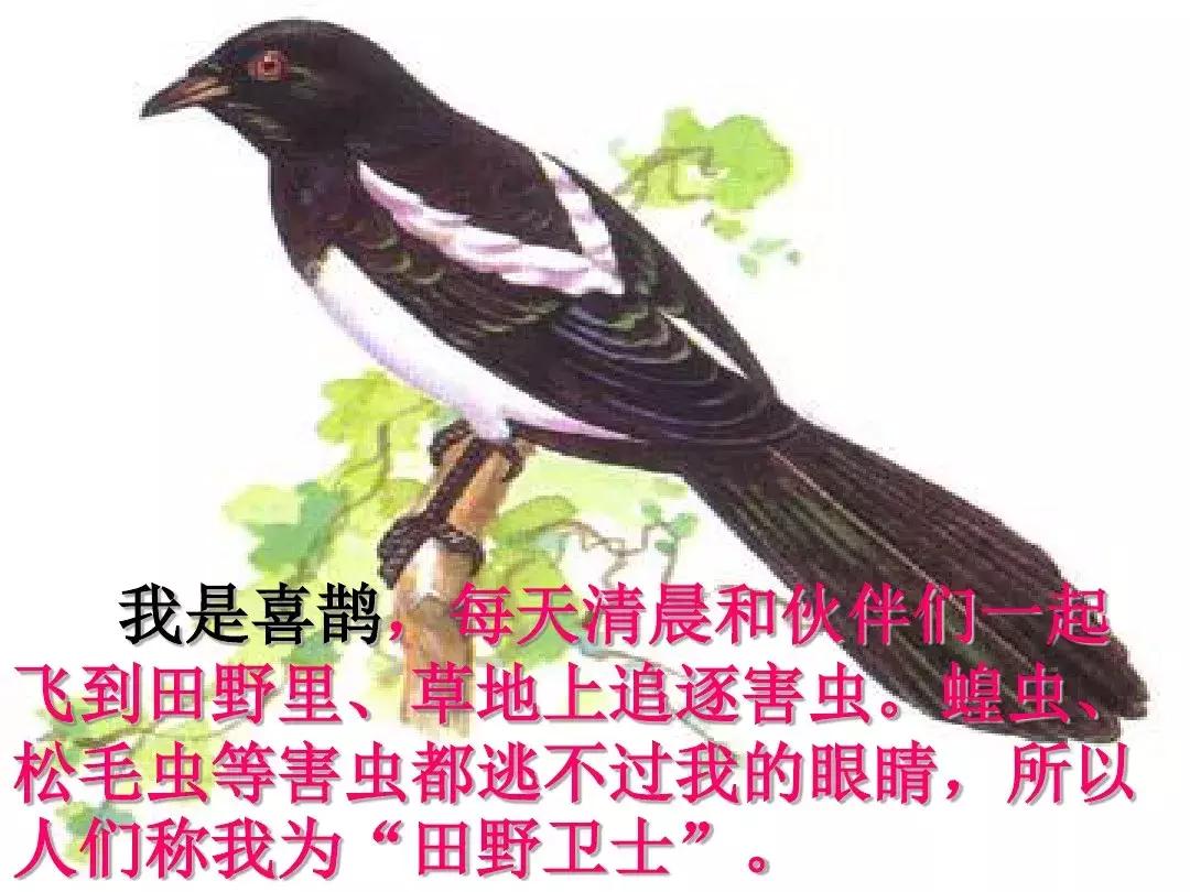 一年级下册语文19课棉花姑娘,一年级棉花姑娘课文笔记