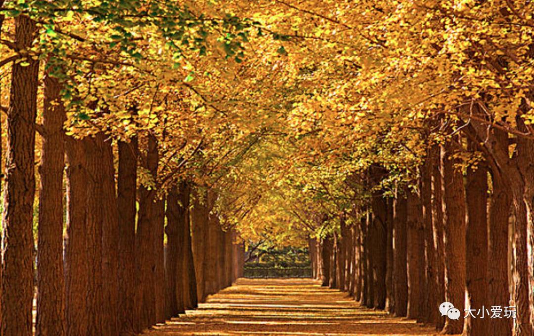 北京红螺寺银杏最佳观赏时间,北京赏银杏景区有哪些