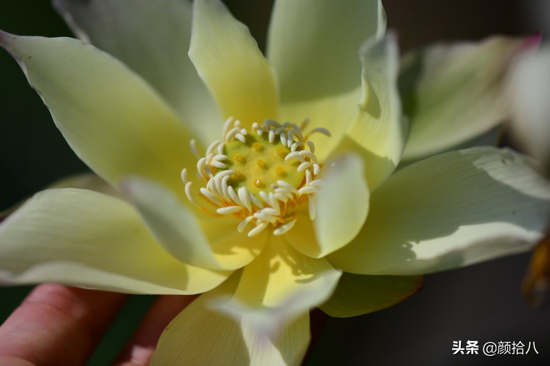 碗莲种藕生长到开花全过程,碗莲种植方法和时间图片