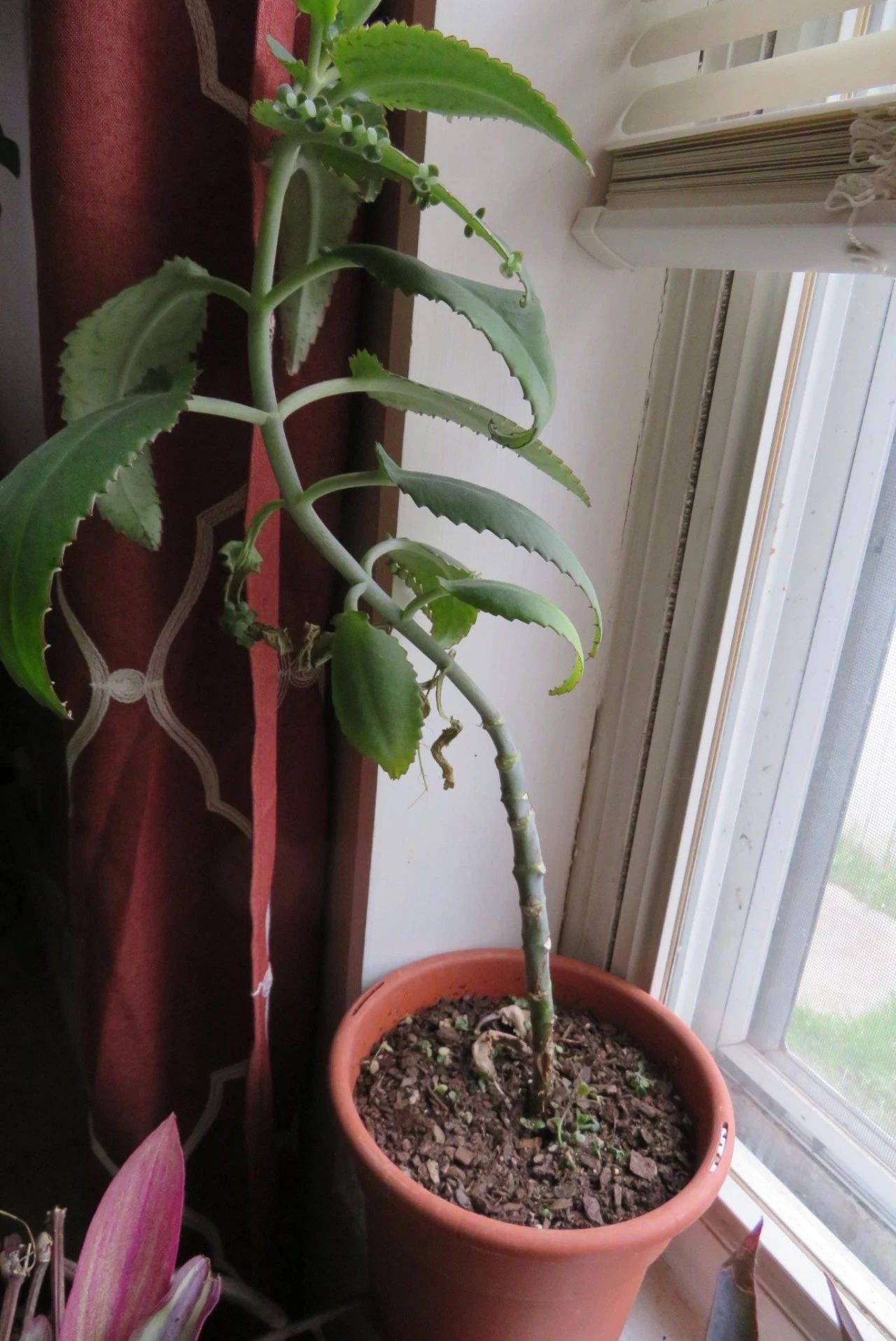 比多肉还好养的树,比多肉好看的绿植