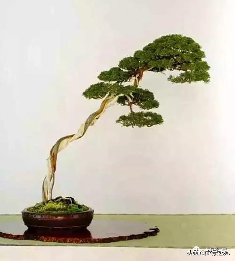 推荐36种好养的盆景植物,茶桌上养什么盆景植物