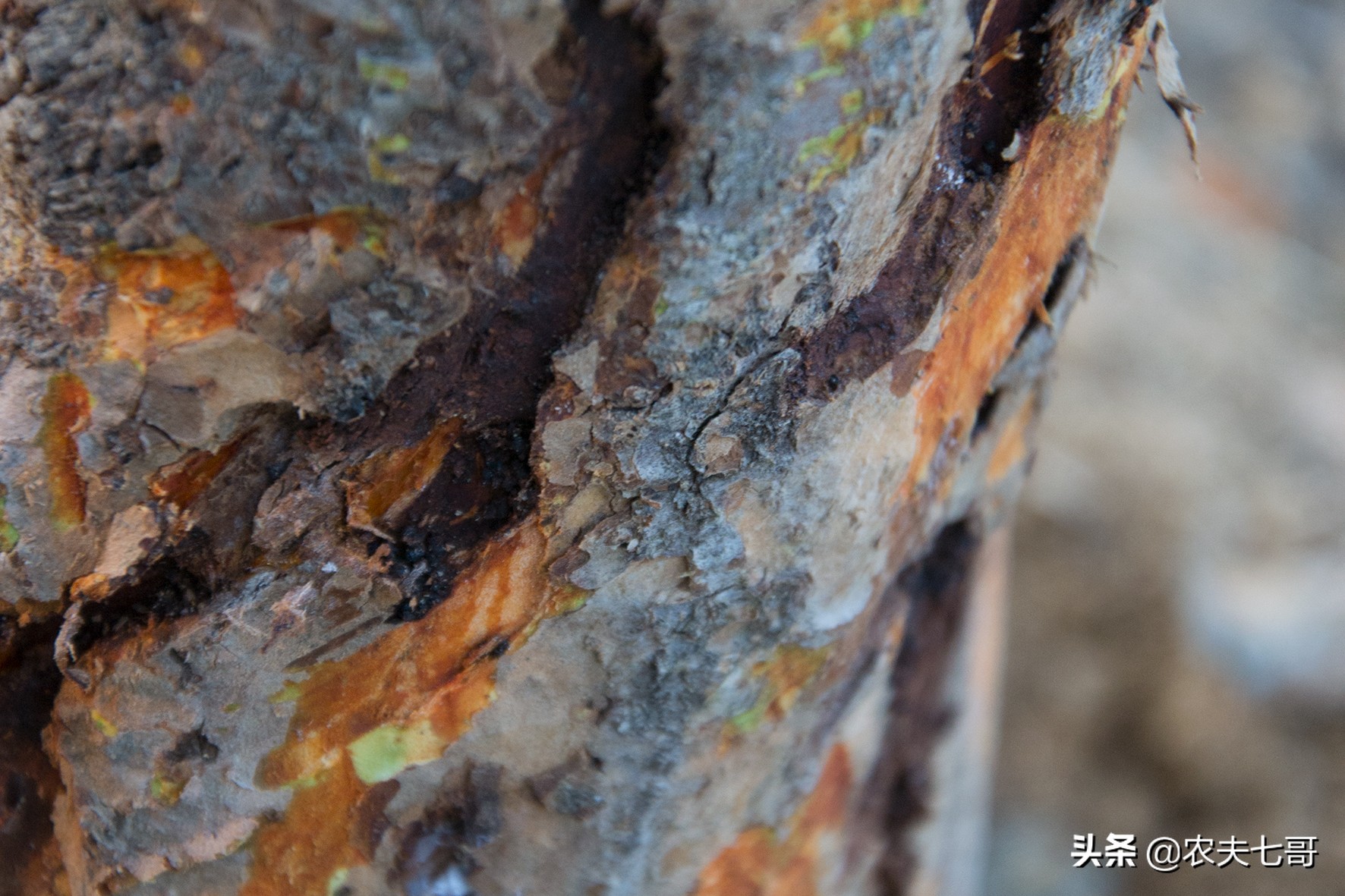 苹果树蛀心虫有几种,黄皮果树树心有虫子怎么消除