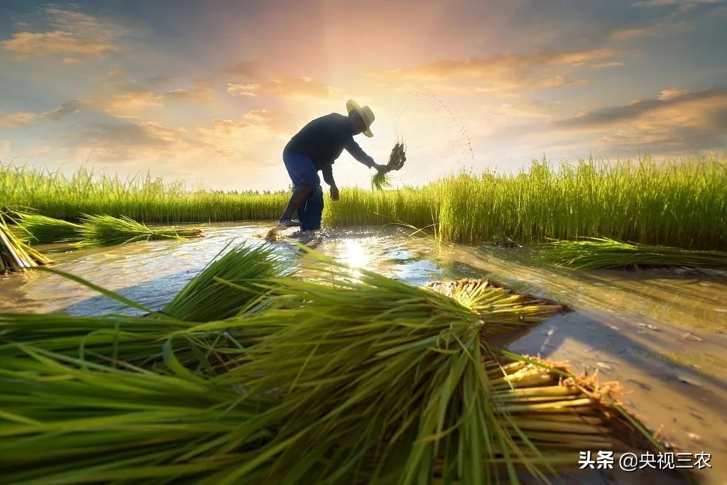 水稻倒伏怎么防止发芽,水稻可以用二甲四氯钠防止倒伏吗