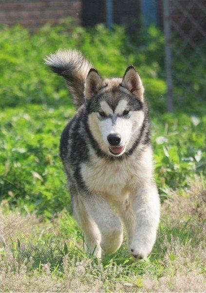 家养犬需要注意的事项,给比熊犬洗脸的正确方法