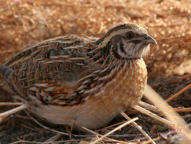 鹌鹑饲养需要喂药吗,饲养鹌鹑给他吃什么