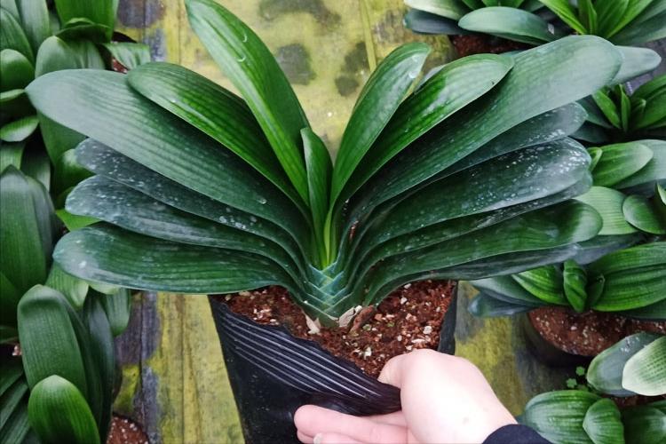 哪些花是真正的富贵花,富贵花给人带来吉祥好运