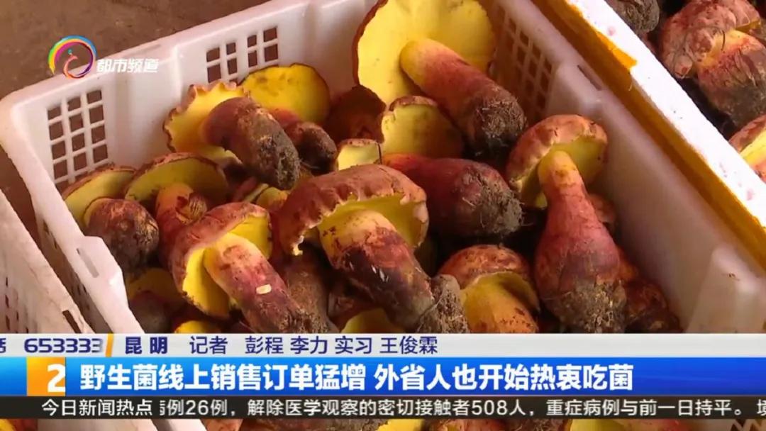 云南菌子交易市场直播,专门卖菌子直播