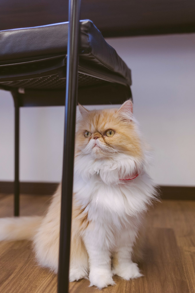 伏见稻荷大社怎么去清水寺,伏见稻荷大社到清水寺远吗