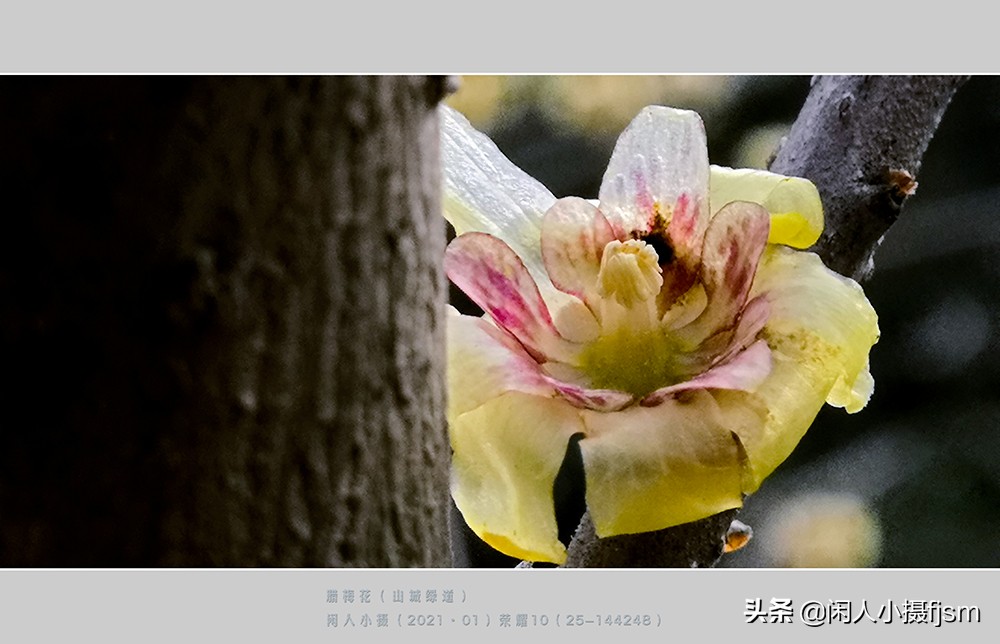 如何拍出腊梅摄影作品图片,腊梅手机摄影技巧