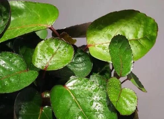 金钱兜寓意代表什么,金钱兜吉利吗