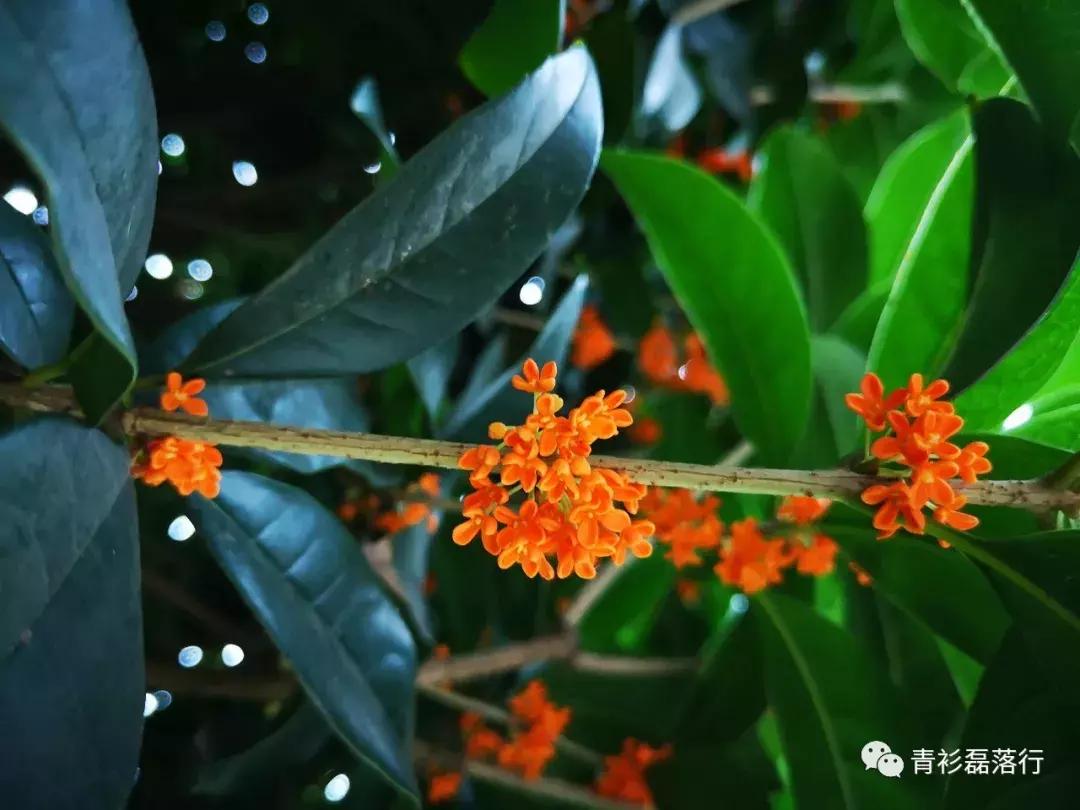 月满易园兰舟、秋莲华西钟楼:诗意生活就在身边,何须远走?