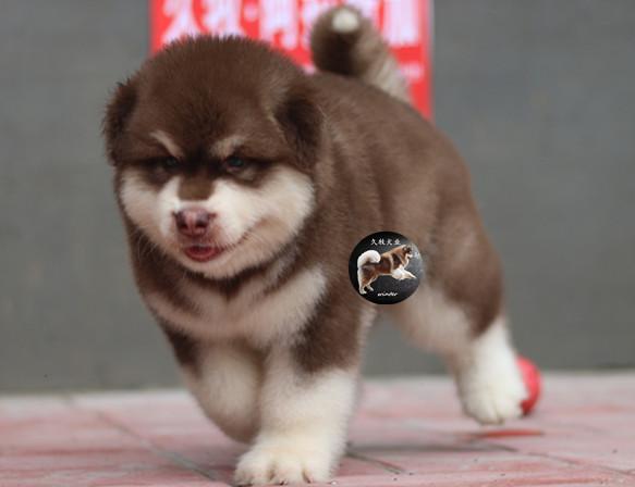 带你了解狗狗,带你了解哈士奇