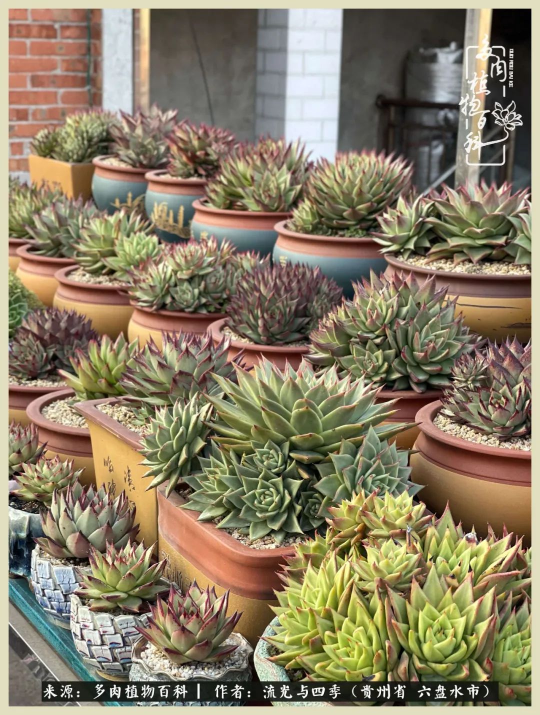 国庆假期你快乐吗?来,凉都美肉与你相伴一一小乌木的霸气东云