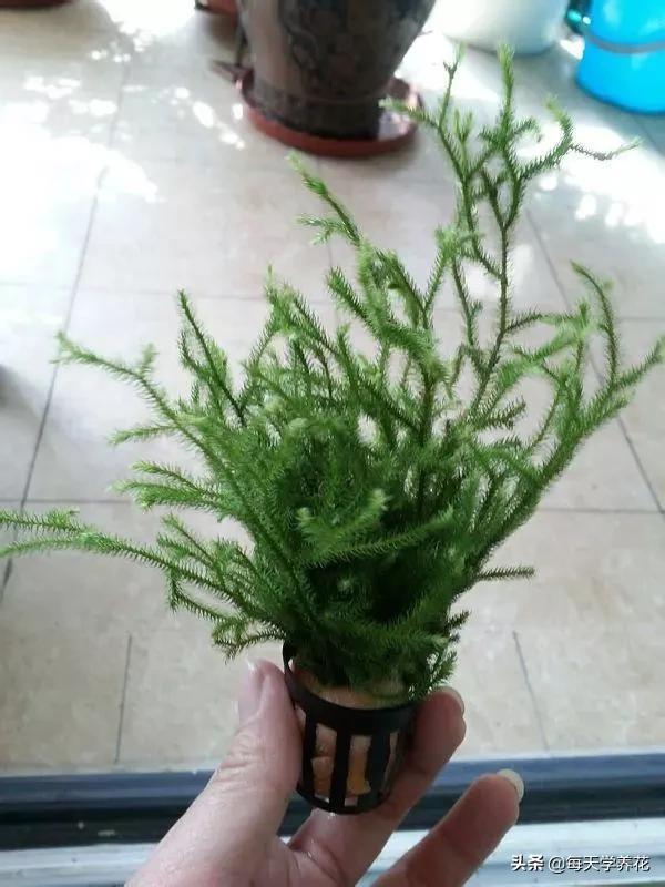 好养的瀑布藤蔓植物,像绿萝垂吊植物