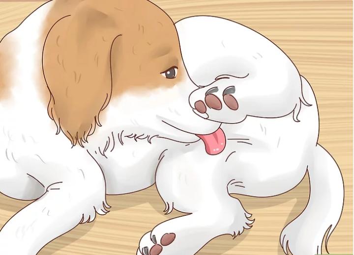 狗狗界的“破冰文化”，如何判断狗狗是否发情？