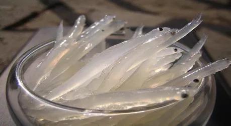 银鱼生态危害,银鱼导致蓝藻爆发