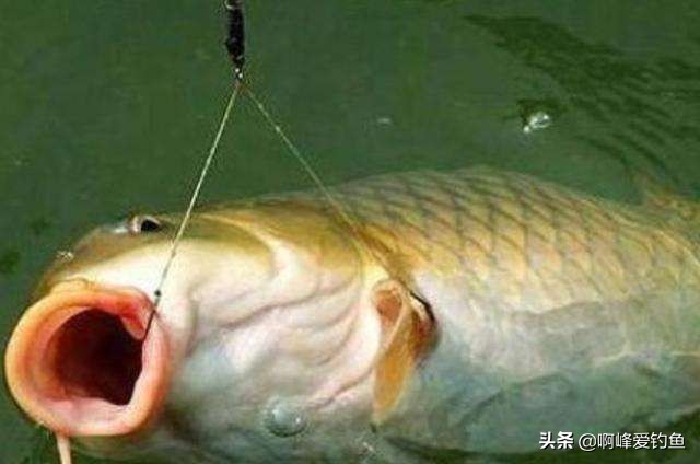 钓鱼初学入门基础知识,新手学习钓鱼入门基本知识