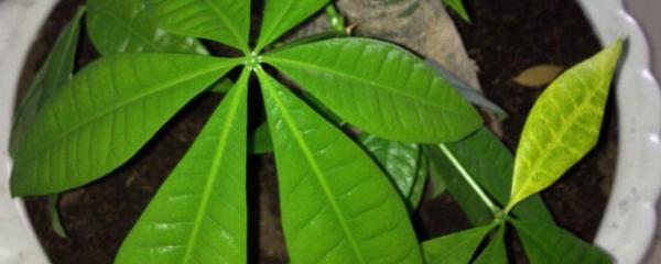 发财树烂根如何快速补救,发财树烂根怎么补救详细教程