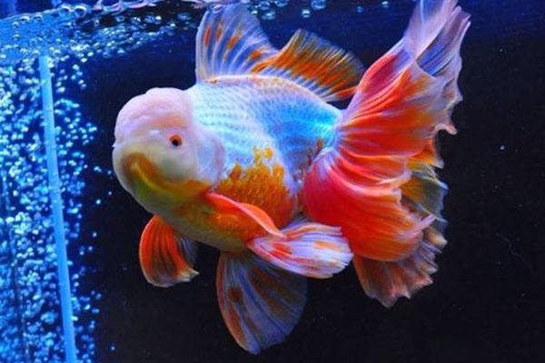 养观赏鱼小知识大全,养观赏鱼知识大全